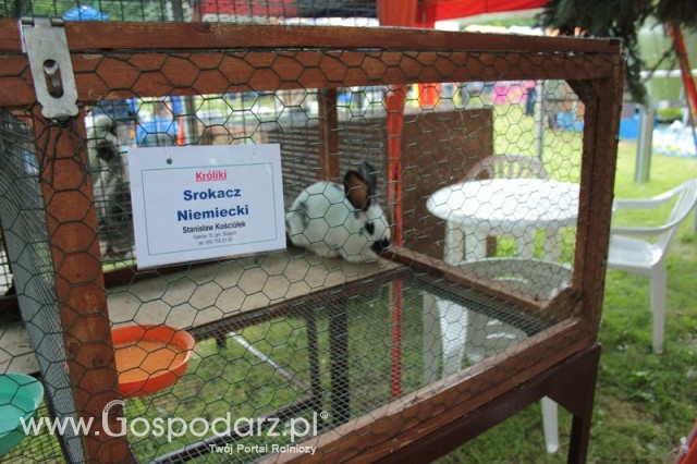 Królik Srokacz Niemiecki