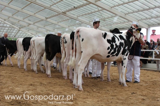 VII Ogólnopolska Wystawa Bydła Hodowlanego - 7