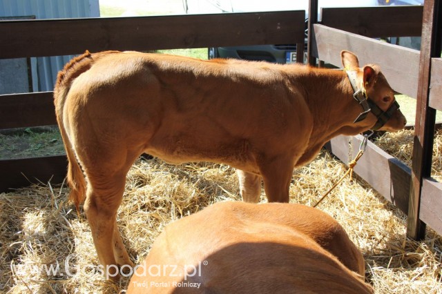 Bydło - Szepietowo 2012 XIX Regionalna Wystawa Zwierząt Hodowlanych - 32