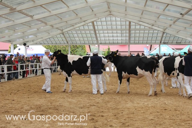 VII Ogólnopolska Wystawa Bydła Hodowlanego - 52