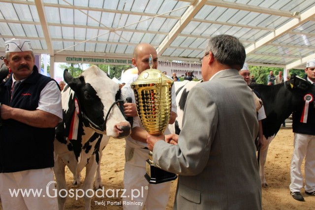 VII Ogólnopolska Wystawa Bydła Hodowlanego - 48