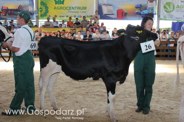 Bydło - Szepietowo 2012 XIX Regionalna Wystawa Zwierząt Hodowlanych - 117