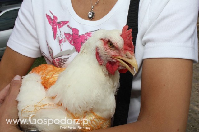 Szepietowo 2012 XIX Regionalna Wystawa Zwierząt Hodowlanych, I Ogólnopolska Wystawa Drobiu oraz Dni z Doradztwem Rolniczym - 87