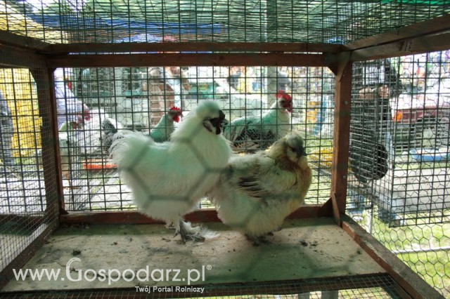 Kurki Silki Jedwabiste