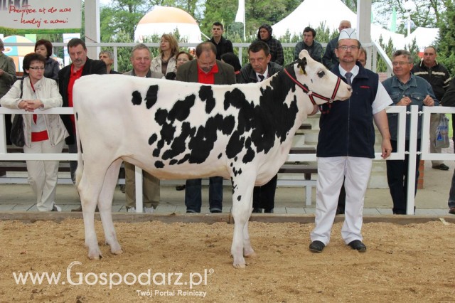 VII Ogólnopolska Wystawa Bydła Hodowlanego - 24