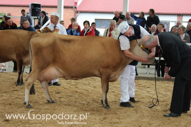 VII Ogólnopolska Wystawa Bydła Hodowlanego - 118