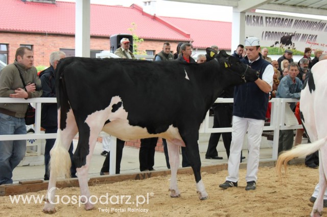 VII Ogólnopolska Wystawa Bydła Hodowlanego - 56