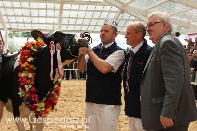 VII Ogólnopolska Wystawa Bydła Hodowlanego - 17