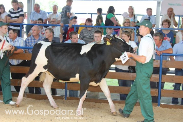 Bydło - Szepietowo 2012 XIX Regionalna Wystawa Zwierząt Hodowlanych - 106