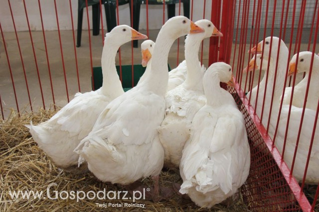 Drób - Szepietowo 2012 XIX Regionalna Wystawa Zwierząt Hodowlanych - 28
