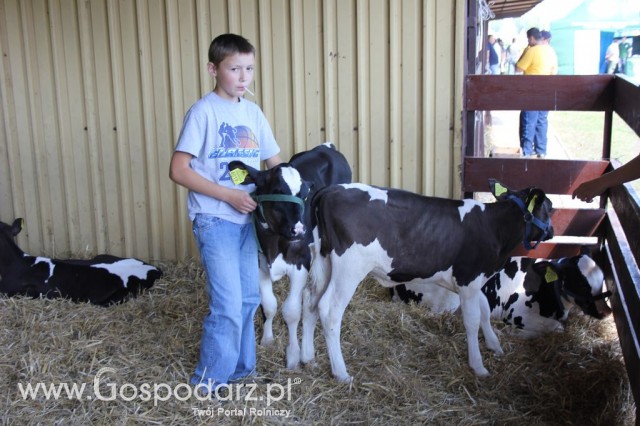 Bydło - Szepietowo 2012 XIX Regionalna Wystawa Zwierząt Hodowlanych - 24