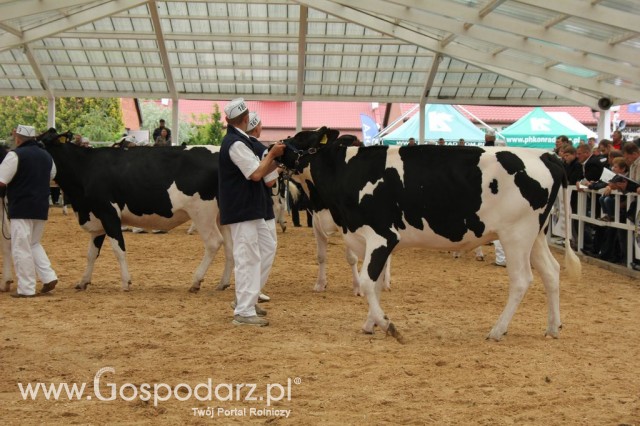 VII Ogólnopolska Wystawa Bydła Hodowlanego - 53