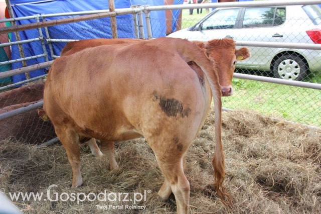 XX Targi Rolnicze Lubniewice