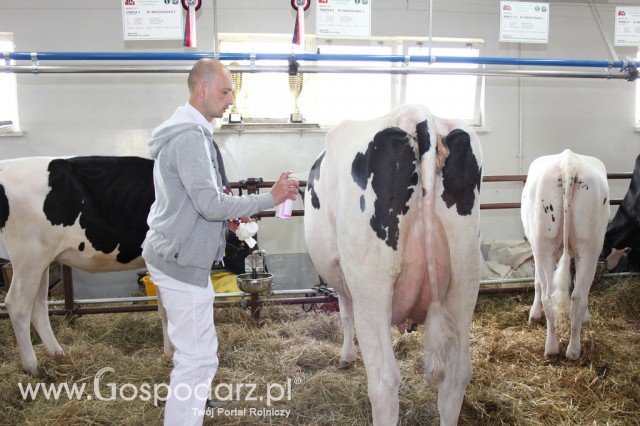 VII Ogólnopolska Wystawa Bydła Hodowlanego - 170