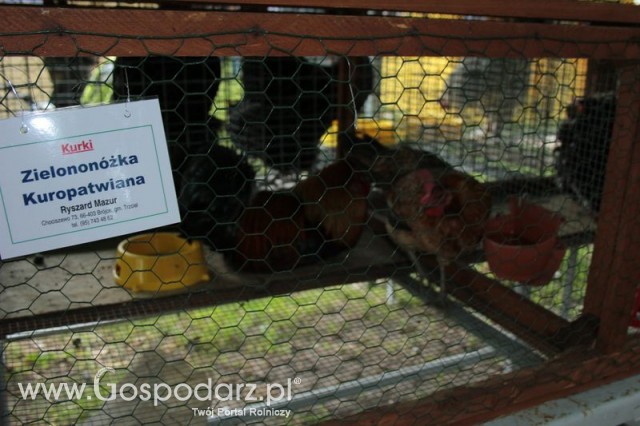 Zielononóżka Kuropatwiana