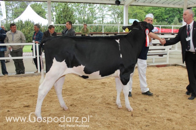 VII Ogólnopolska Wystawa Bydła Hodowlanego - 30