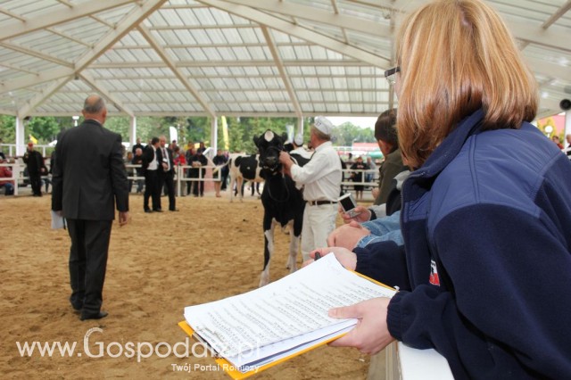 VII Ogólnopolska Wystawa Bydła Hodowlanego - 33