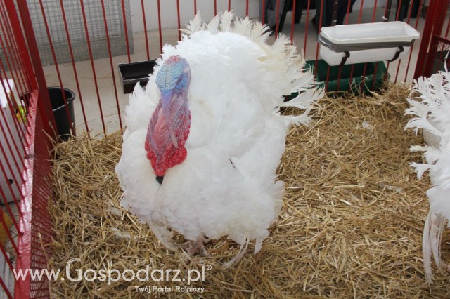 Drób - Szepietowo 2012 XIX Regionalna Wystawa Zwierząt Hodowlanych - 35