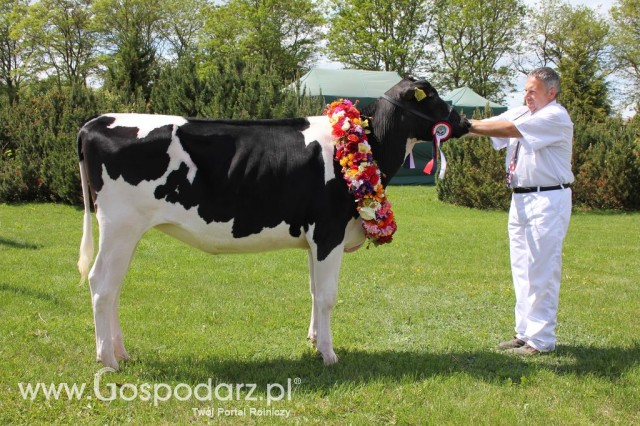 VII Ogólnopolska Wystawa Bydła Hodowlanego - 2