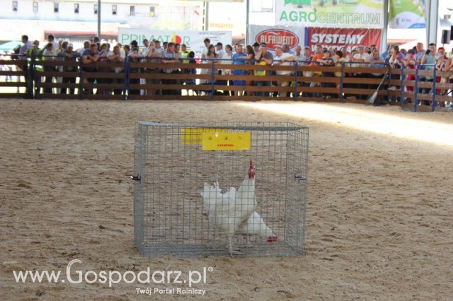 Nagrody - Szepietowo 2012 XIX Regionalna Wystawa Zwierząt Hodowlanych - 45