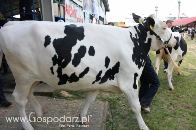 Bydło - Szepietowo 2012 XIX Regionalna Wystawa Zwierząt Hodowlanych - 69