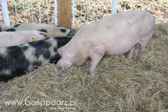 Foto reportaż z Targów Rolno-Ogrodnicze AGROMARSZ Marszew 2011