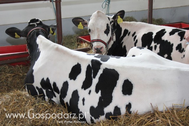 VII Ogólnopolska Wystawa Bydła Hodowlanego - 157