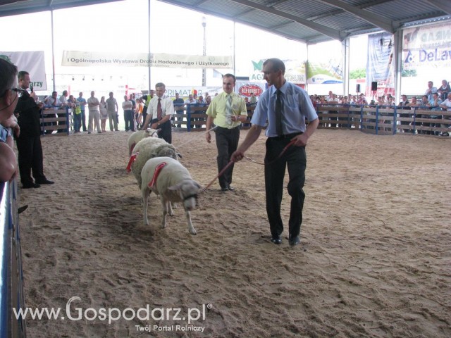 Owce - Szepietowo 2012 XIX Regionalna Wystawa Zwierząt Hodowlanych - 41