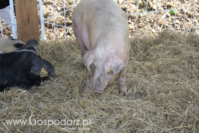 Foto reportaż z Targów Rolno-Ogrodnicze AGROMARSZ Marszew 2011