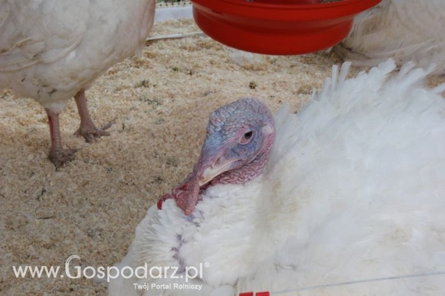 Pierwsze dni indyka w Koźminku