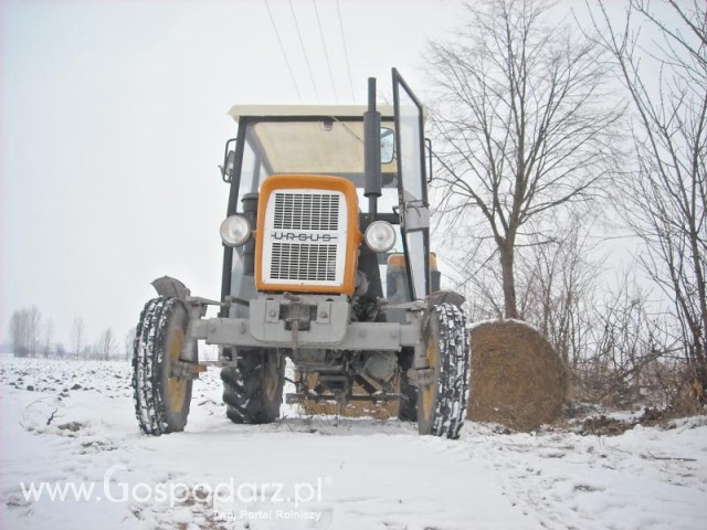 Wożenie słomy zimą 2012