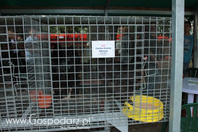 Kurki Cochin Czarny Olbrzym