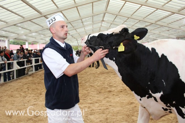 VII Ogólnopolska Wystawa Bydła Hodowlanego - 64