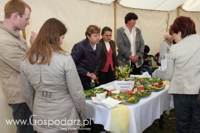 Pierwsze dni indyka w Koźminku