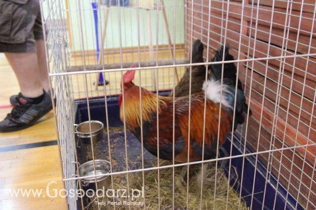 Fotoreportaż z XIV Spotkań Tradycji Wielkanocnych Ziemi Kłodzkiej