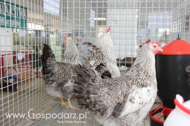 Drób - Szepietowo 2012 XIX Regionalna Wystawa Zwierząt Hodowlanych - 26