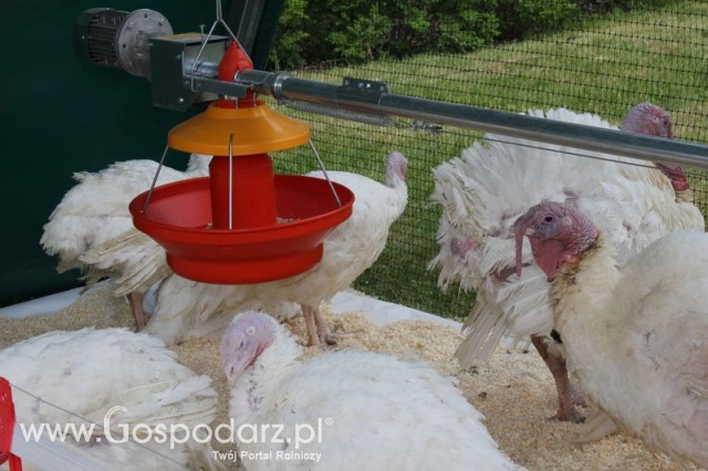 Pierwsze dni indyka w Koźminku