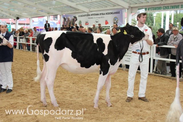 VII Ogólnopolska Wystawa Bydła Hodowlanego - 26