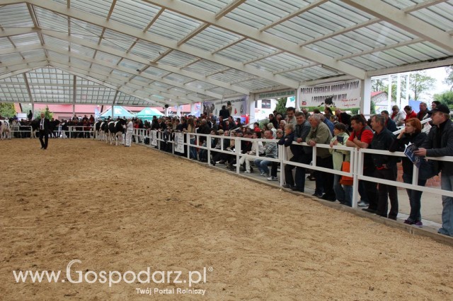 VII Ogólnopolska Wystawa Bydła Hodowlanego - 51