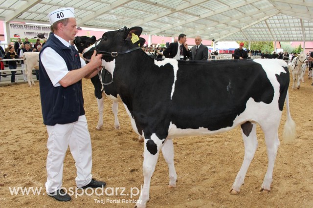 VII Ogólnopolska Wystawa Bydła Hodowlanego - 15