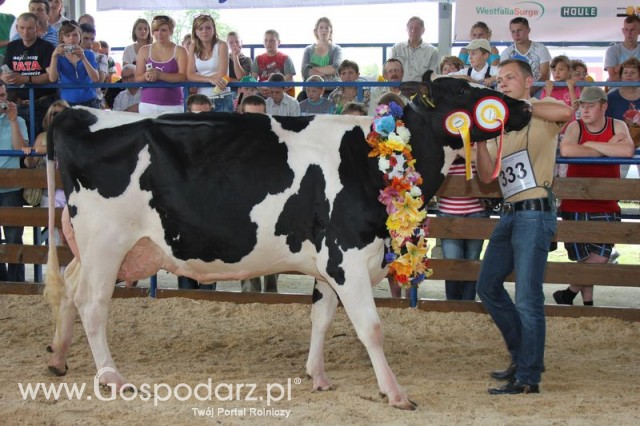 Bydło - Szepietowo 2012 XIX Regionalna Wystawa Zwierząt Hodowlanych - 129