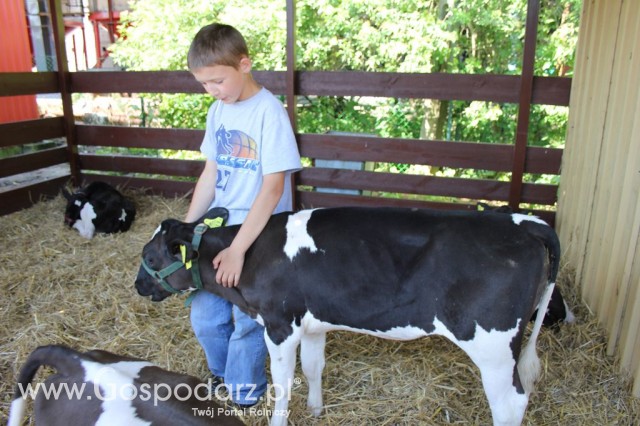 Bydło - Szepietowo 2012 XIX Regionalna Wystawa Zwierząt Hodowlanych - 22