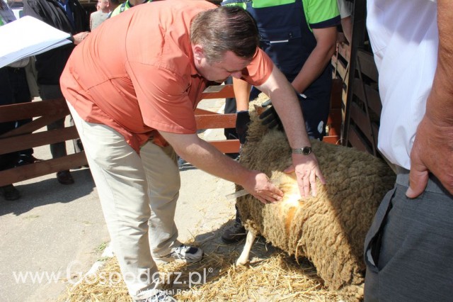 Owce - Szepietowo 2012 XIX Regionalna Wystawa Zwierząt Hodowlanych - 6
