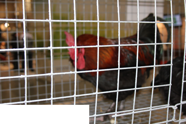 Foto reportaż z Międzynarodowych Targów Hodowli Zwierząt FARMA