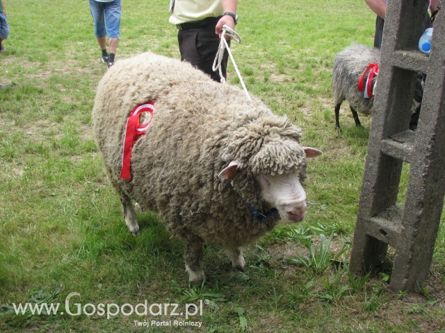 Owce - Szepietowo 2012 XIX Regionalna Wystawa Zwierząt Hodowlanych - 17