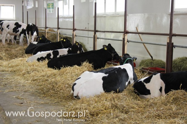 VII Ogólnopolska Wystawa Bydła Hodowlanego - 80