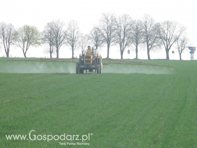Pryskanie pszenicy