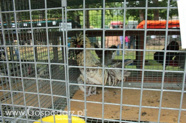 Czubatka Duża Srebrna