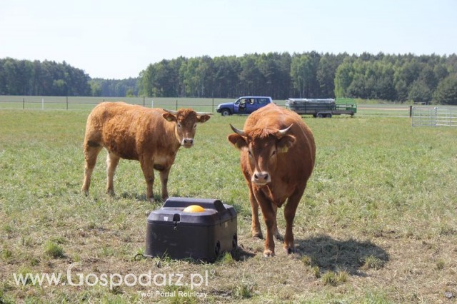 Wypas bydła zdjęcie nr 1
