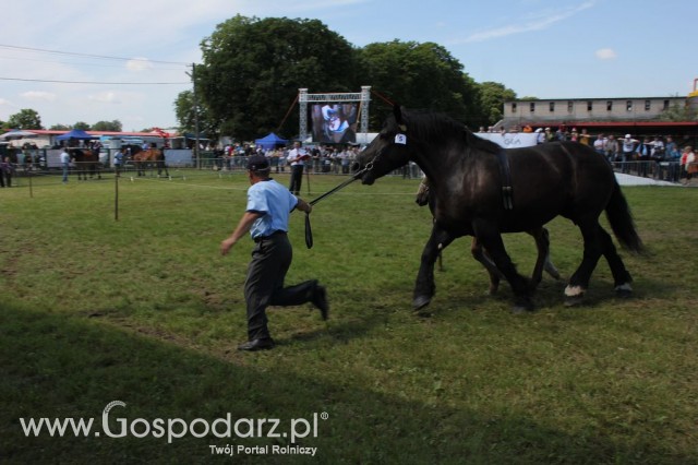 Konie - Szepietowo 2012 XIX Regionalna Wystawa Zwierząt Hodowlanych - 10